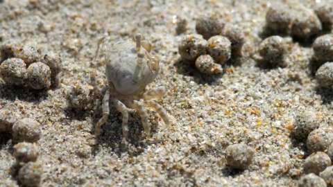 Stock Video Crab In The Beach Closeup Live Wallpaper For PC - Free Live Wallpaper