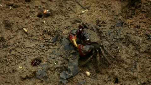 Stock Video Crab Eating In Dirty Mud Live Wallpaper For PC - Free Live Wallpaper