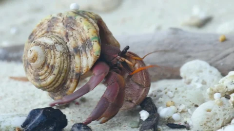 Stock Video Crab Crawling On A Sandy Beach Live Wallpaper For PC - Free Live Wallpaper
