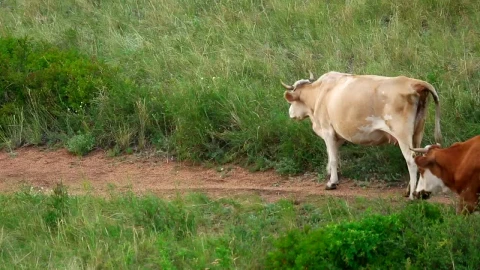 Stock Video Cows Walking Trough A Road Live Wallpaper For PC - Free Live Wallpaper