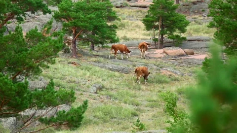 Stock Video Cows Walking In The Meadow Live Wallpaper For PC - Free Live Wallpaper
