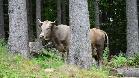 Stock Video Cows Standing In A Forest Live Wallpaper For PC - Free Live Wallpaper