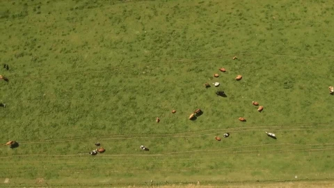 Stock Video Cows Roaming Around A Farm Live Wallpaper For PC - Free Live Wallpaper
