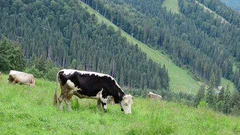 Stock Video Cows Grazing In The Hills Live Wallpaper For PC - Free Live Wallpaper