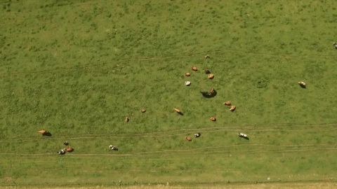 Stock Video Cows Grazing In A Field Live Wallpaper For PC - Free Live Wallpaper