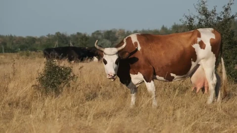 Stock Video Cows Feeding In The Countryside Live Wallpaper For PC - Free Live Wallpaper