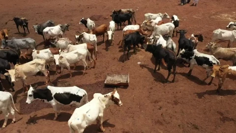 Stock Video Cows Feeding In A Dusty Field Live Wallpaper For PC - Free Live Wallpaper