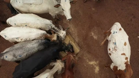 Stock Video Cows Eating Together Live Wallpaper For PC - Free Live Wallpaper
