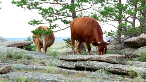 Stock Video Cows Eating In The Meadow Live Wallpaper For PC - Free Live Wallpaper