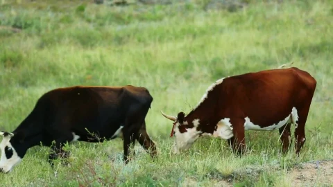 Stock Video Cows Eating Grass In The Countryside Live Wallpaper For PC - Free Live Wallpaper