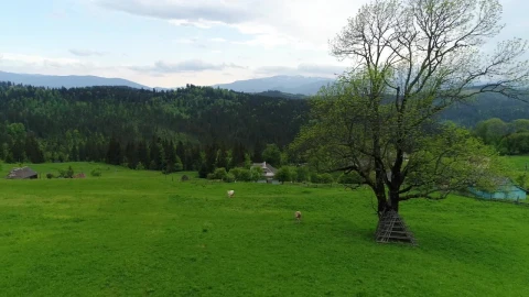 Stock Video Cows Eating Grass In A Pasture Field Live Wallpaper For PC - Free Live Wallpaper
