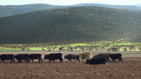Stock Video Cows And Shepherd Walking Through The Field Live Wallpaper For PC - Free Live Wallpaper