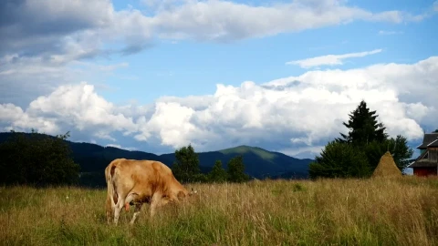 Stock Video Cow Pasture On A Mountain Landscape Live Wallpaper For PC - Free Live Wallpaper
