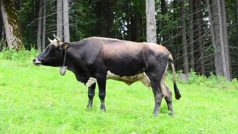 Stock Video Cow On A Mountain Field Live Wallpaper For PC - Free Live Wallpaper