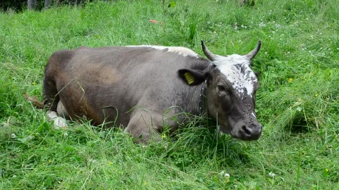 Stock Video Cow Laying Down In A Damp Field Live Wallpaper For PC - Free Live Wallpaper