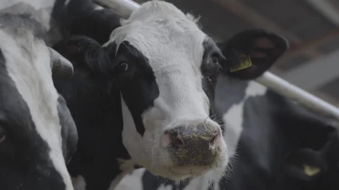Stock Video Cow In A Stable Chewing Its Food Live Wallpaper For PC - Free Live Wallpaper