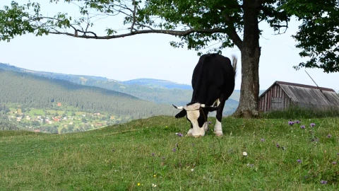 Stock Video Cow Grazing Near A Barn Live Wallpaper For PC - Free Live Wallpaper