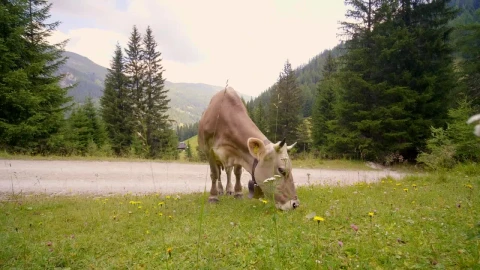 Stock Video Cow Grazing In The Countryside Live Wallpaper For PC - Free Live Wallpaper