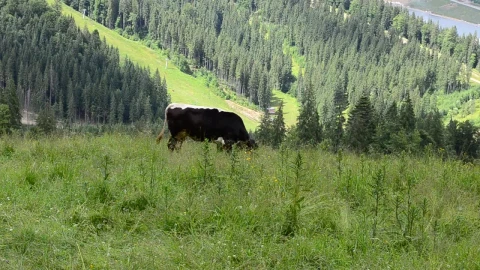 Stock Video Cow Feeding In The Hills Live Wallpaper For PC - Free Live Wallpaper