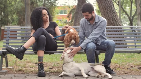 Stock Video Couple With Dogs Resting On Park Bench Live Wallpaper For PC - Free Live Wallpaper