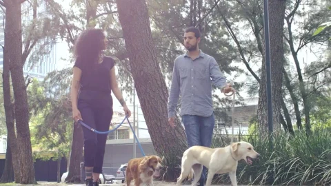 Stock Video Couple Walking With Their Dogs Through A Park Live Wallpaper For PC - Free Live Wallpaper