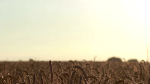 Stock Video Couple Walking Together In A Wheat Field Live Wallpaper For PC - Free Live Wallpaper