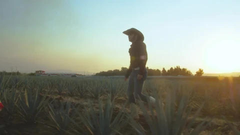 Stock Video Couple Walking Through An Agave Field At Sunset Live Wallpaper For PC - Free Live Wallpaper