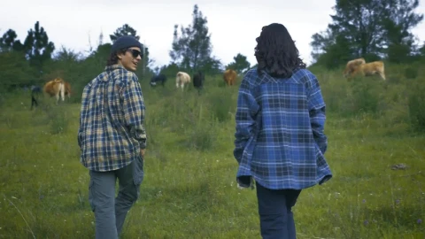 Stock Video Couple Walking Through A Meadow Among Many Cows Live Wallpaper For PC - Free Live Wallpaper