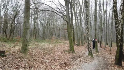 Stock Video Couple Walking Through A Forest During Winter Live Wallpaper For PC - Free Live Wallpaper