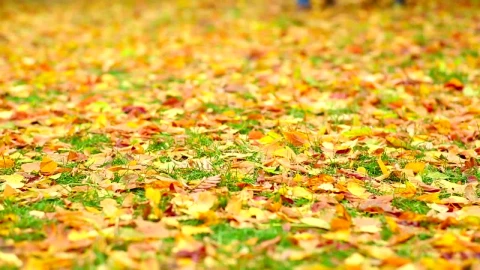 Stock Video Couple Walking On Autumn Leaves Live Wallpaper For PC - Free Live Wallpaper