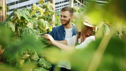 Stock Video Couple Talking About Plants In A Greenhouse Live Wallpaper For PC - Free Live Wallpaper