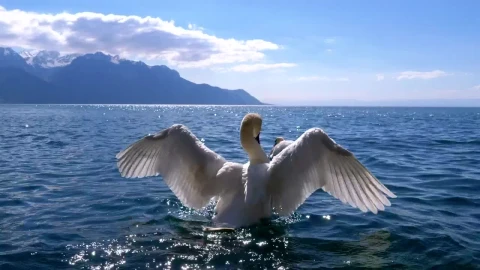 Stock Video Couple Of Swans Swimming In The Lake Live Wallpaper For PC - Free Live Wallpaper