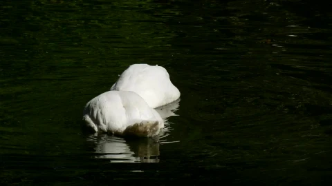 Stock Video Couple Of Swans Diving In The Lake Live Wallpaper For PC - Free Live Wallpaper
