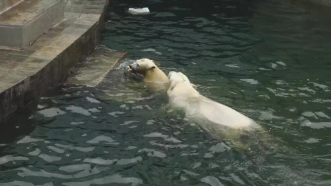 Stock Video Couple Of Polar Bears Playing With Log In The Water Live Wallpaper For PC - Free Live Wallpaper