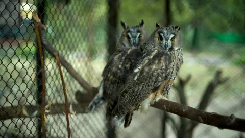 Stock Video Couple Of Owls In A Cage At The Zoo Live Wallpaper For PC - Free Live Wallpaper