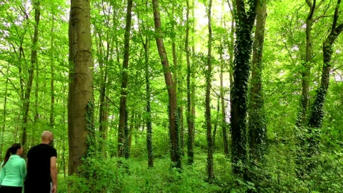 Stock Video Couple In Love Walks In A Forest In Spring Live Wallpaper For PC - Free Live Wallpaper