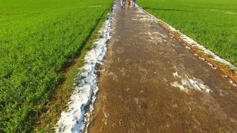 Stock Video Couple And Their Dog Walking Through Green Agricultural Fields Live Wallpaper For PC - Free Live Wallpaper