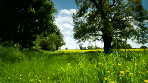 Stock Video Countryside Meadow Live Wallpaper For PC - Free Live Wallpaper