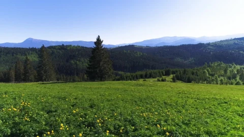 Stock Video Country Boil And Flowers On A Ridge With Pine Live Wallpaper For PC - Free Live Wallpaper