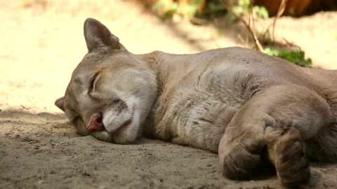 Stock Video Cougar Taking A Nap On The Ground Live Wallpaper For PC - Free Live Wallpaper