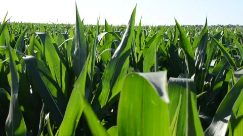 Stock Video Corn Growing In A Field Live Wallpaper For PC - Free Live Wallpaper