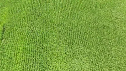 Stock Video Corn Fields On A Sunny Day Moving With The Wind Live Wallpaper For PC - Free Live Wallpaper