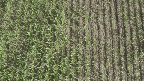 Stock Video Corn Field In Africa Live Wallpaper For PC - Free Live Wallpaper
