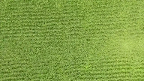Stock Video Corn Fields Moved By The Wind Top Aerial Shot Live Wallpaper For PC - Free Live Wallpaper