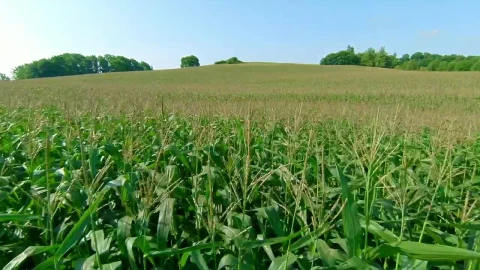 Stock Video Corn Field Before Harvest Live Wallpaper For PC - Free Live Wallpaper