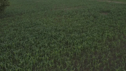 Stock Video Corn Field In Africa After The Rain Live Wallpaper For PC - Free Live Wallpaper