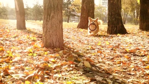 Stock Video Corgi Dog Running In An Autum Forest Live Wallpaper For PC - Free Live Wallpaper