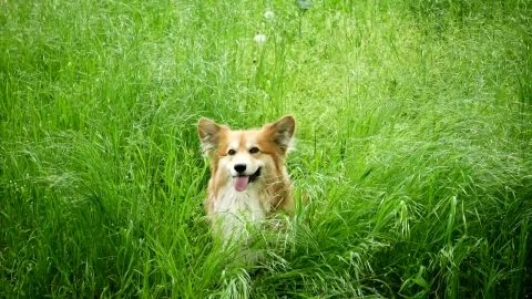 Stock Video Corgi Dog In The Grassfield Live Wallpaper For PC - Free Live Wallpaper