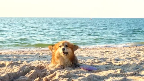 Stock Video Corgi Dog Enjoying The Beach Live Wallpaper For PC - Free Live Wallpaper