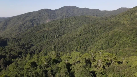 Stock Video Cordillera Lined With Trees On A Sunny Day Live Wallpaper For PC - Free Live Wallpaper
